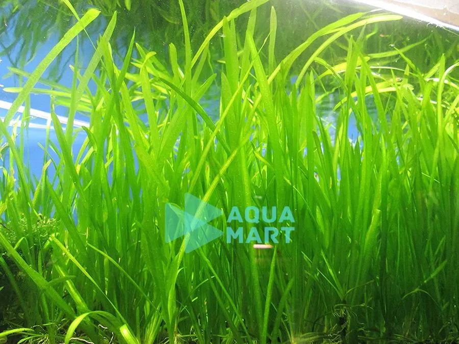 Tổng quan một góc bể thủy sinh với cây hẹ nước mọc cao, uốn lượn dưới ánh đèn