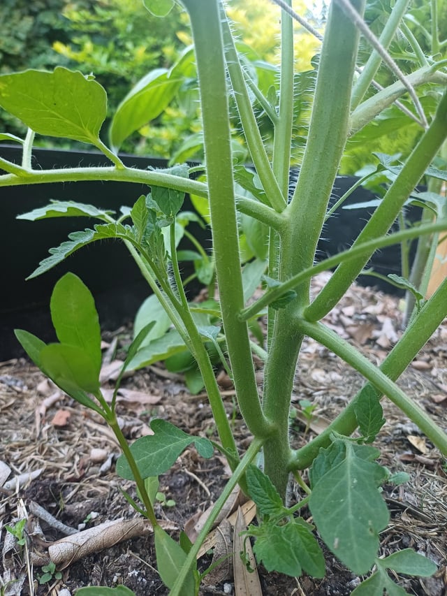 Cách Trồng Cây Chà Là Chi Tiết: Kỹ Thuật Từ Hạt Đến Thu Hoạch Quả