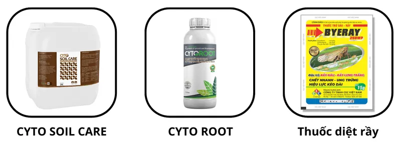 Bón phân hữu cơ xung quanh gốc cây sầu riêng con mới trồng