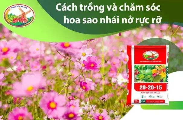 Hình ảnh các dụng cụ chuyên dụng hỗ trợ việc gieo trồng sen đá, bao gồm bình xịt và kẹp gắp