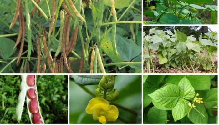 Cây đậu đỏ trưởng thành với lá và thân đặc trưng, hỗ trợ cách trồng đậu đỏ tại nhà