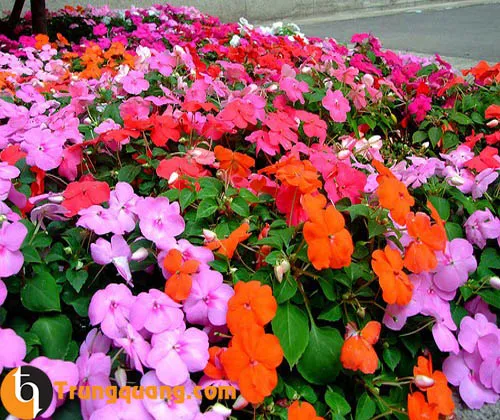 Mai địa thảo đơn sắc rực rỡ thường được dùng để trang trí tiểu cảnh