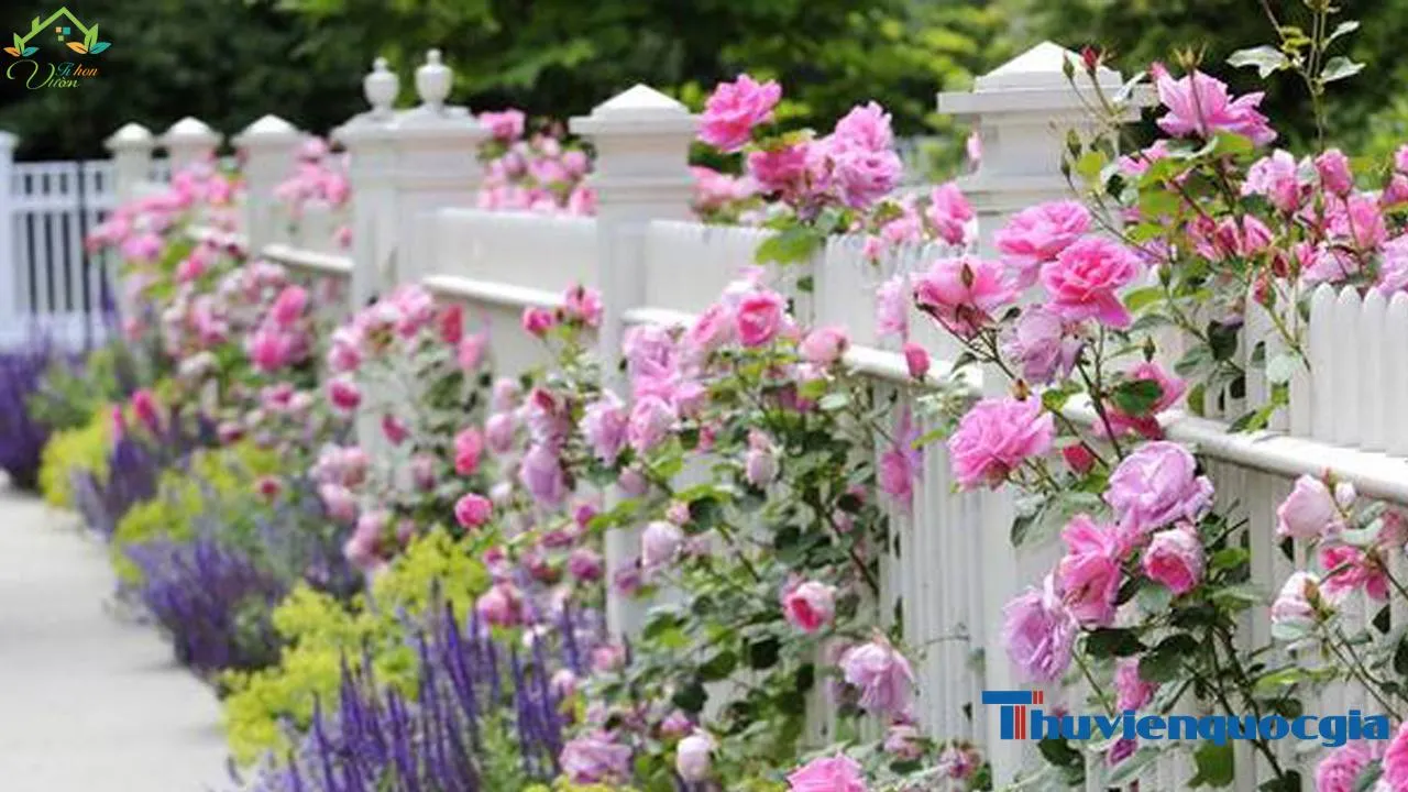 Kỹ thuật trồng và chăm sóc cây hoa hồng leo cho hoa sai