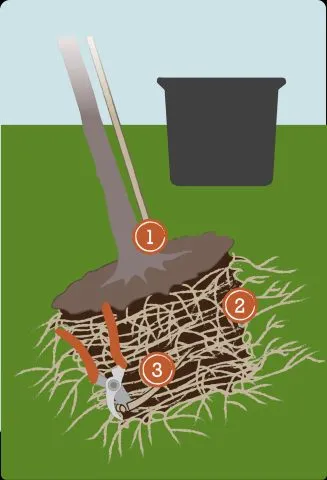 Hình ảnh rễ cây cỏ mực sau khi tách chiết, minh họa cách trồng cây cỏ mực hiệu quả