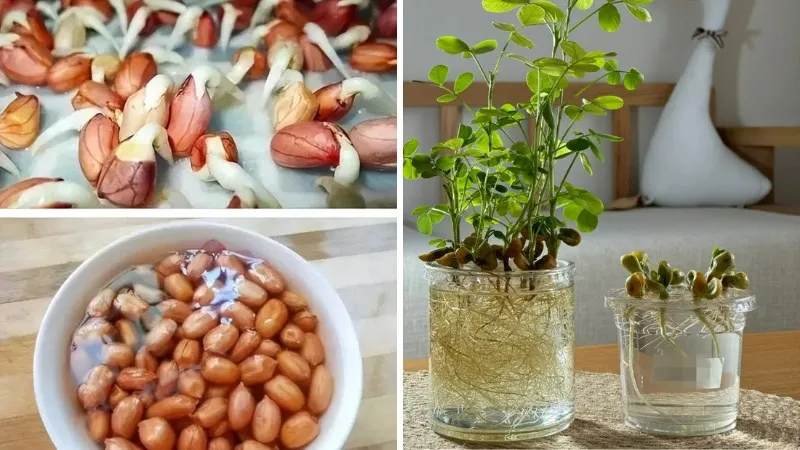 Hình ảnh minh họa quá trình ủ mầm đậu phộng (cây củ lạc) trong khăn giấy ẩm