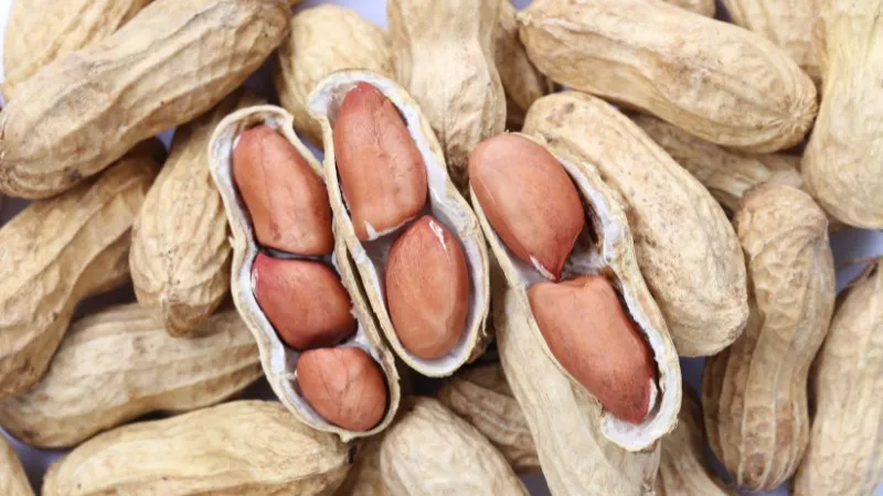 Cận cảnh rễ cây đậu phộng (cây củ đậu) đã phát triển khỏe mạnh trong môi trường thủy canh