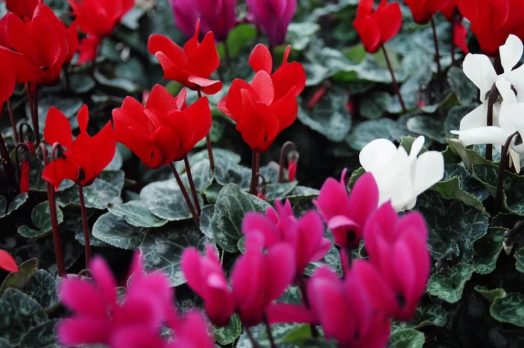 Cách Trồng Hoa Hồng Tỉ Muội Thành Công Từ A Đến Z