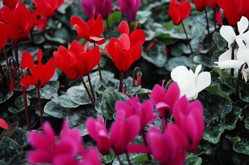 Một chậu hoa anh thảo lớn với nhiều bông hoa màu hồng và lá màu xanh đậm, thể hiện cách trồng hoa anh thảo thành công