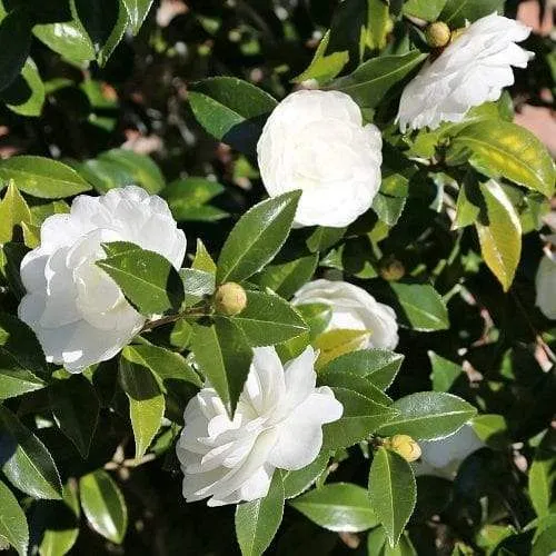 Kiểm tra và điều chỉnh chế độ nước tưới là rất quan trọng để chăm sóc Hoa Trà My