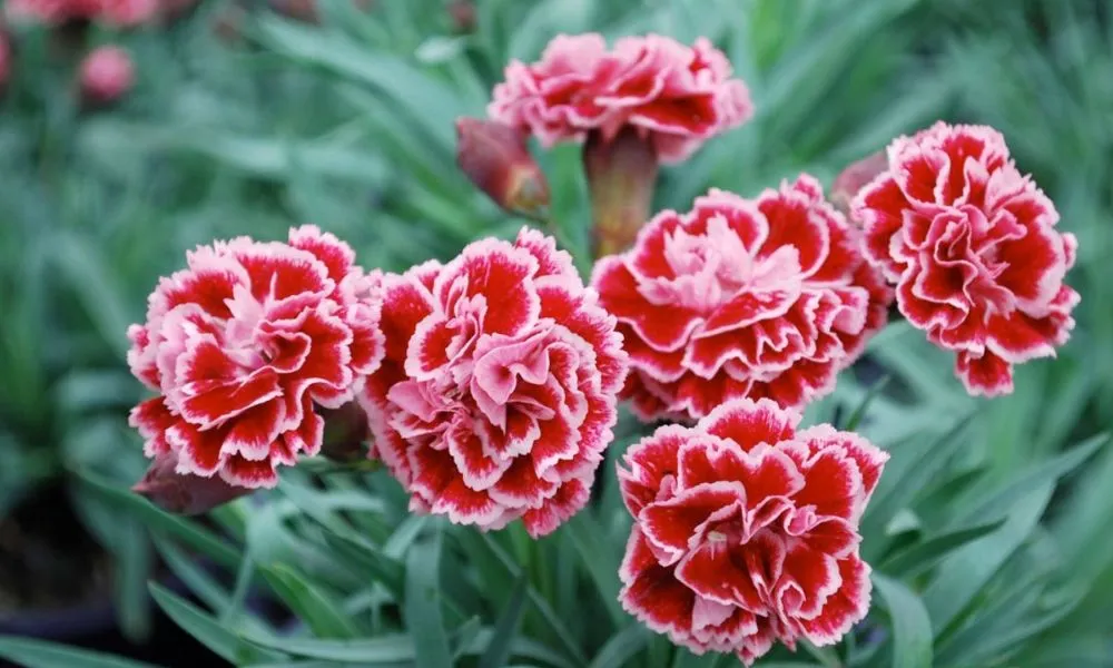 Điều kiện môi trường lý tưởng để trồng hoa cẩm chướng