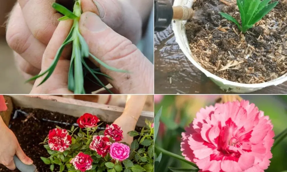 Hướng dẫn kỹ thuật bấm ngọn và tỉa nụ hoa cẩm chướng