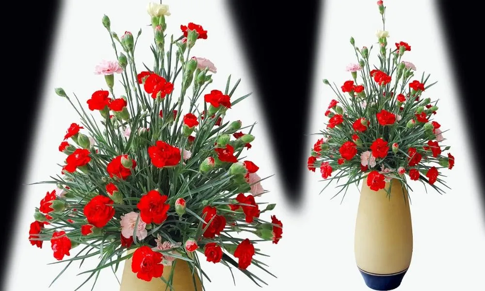 Kỹ thuật cắm và bảo quản hoa cẩm chướng cắt cành