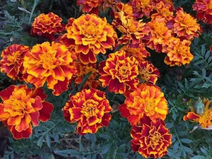 Hoa vạn thọ thái lùn màu cam rực rỡ