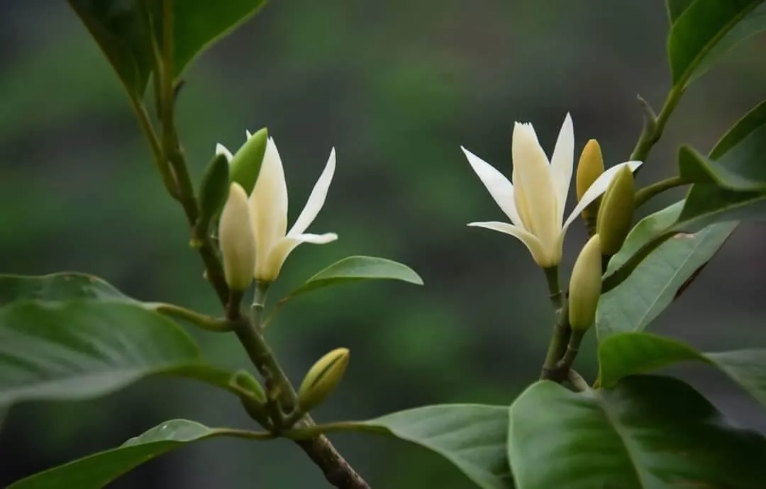 Hoa Ngọc Lan trắng tinh khiết, cánh hoa xếp xoắn ốc