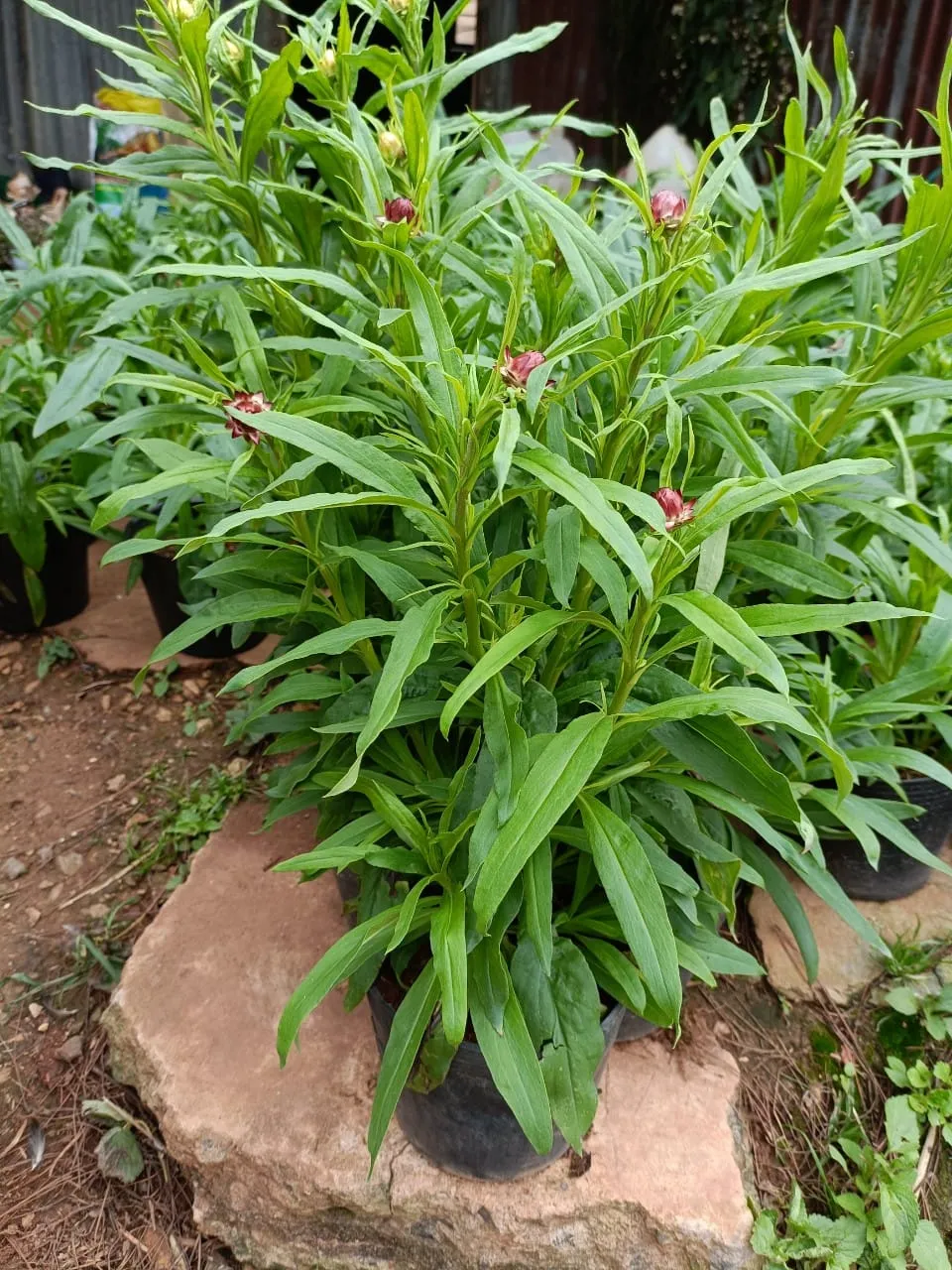 Cúc bất tử được trồng thành luống lớn, tạo cảnh quan ấn tượng