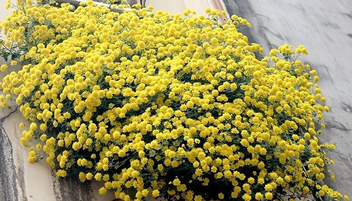 Hình ảnh cận cảnh hoa cúc chi vàng rủ, cho thấy đặc tính rủ của cành hoa