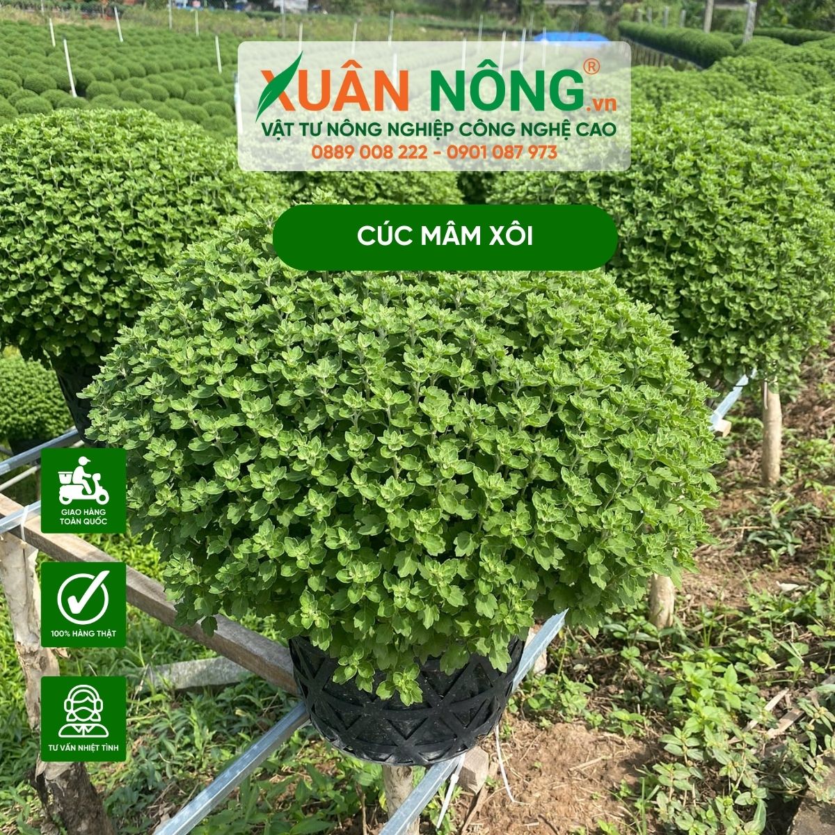 Cách Trồng Cúc Mâm Xôi Toàn Diện Cho Hoa Nở Đúng Dịp Tết Nguyên Đán