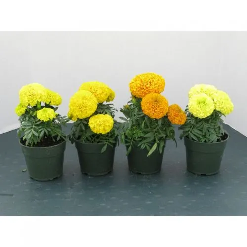 Hoa Cúc Vạn Thọ Lùn trồng trong chậu nhựa với hoa vàng cam