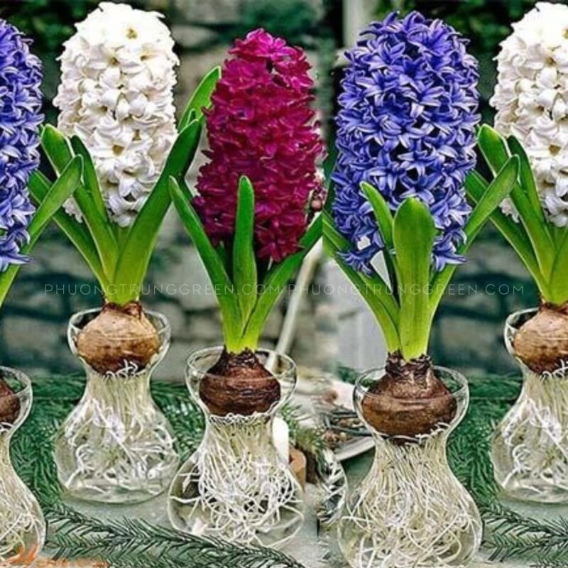 Cách Trồng Hoa Dạ Lan Hương: Hướng Dẫn Chi Tiết Và Toàn Diện Nhất