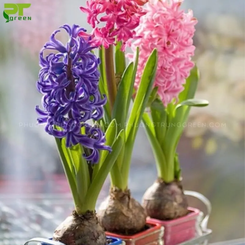 Alt text mô tả bằng tiếng Việt dưới 125 ký tự