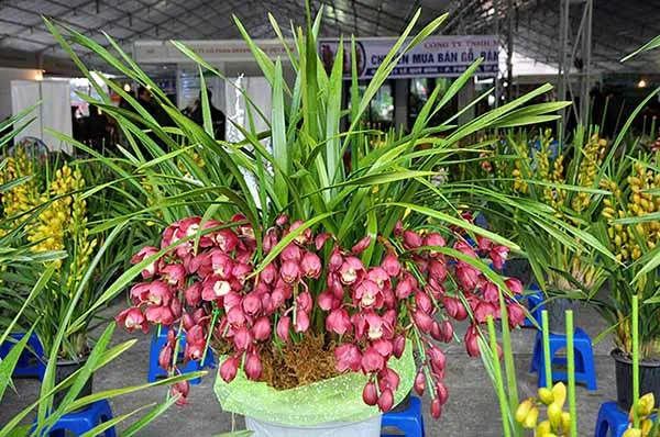 Chọn chậu và cách trồng lan Santo làm quà tặng đối tác