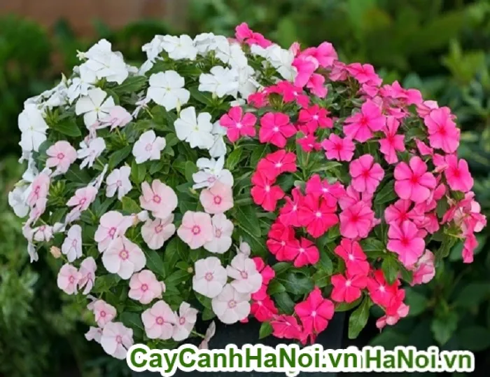 Hoa dừa cạn với cách trồng hoa rủ ban công đẹp siêu đơn giản