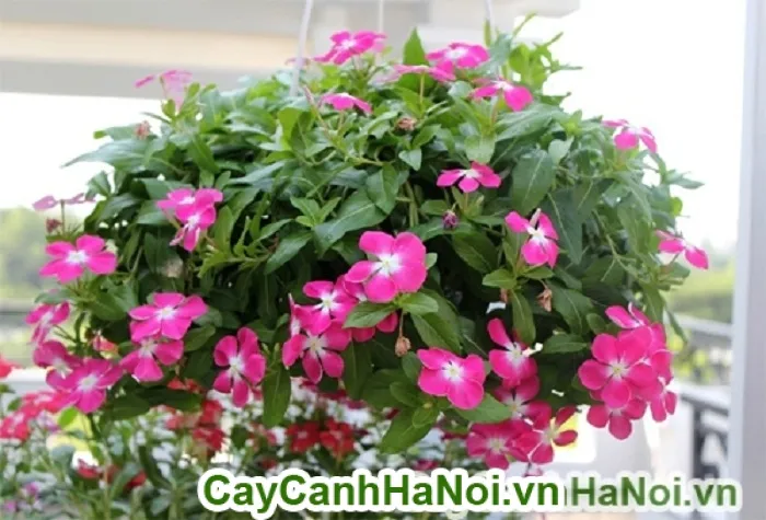 Hoa dừa cạn với cách trồng hoa rủ ban công đẹp siêu đơn giản