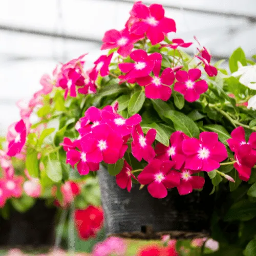 Cận cảnh hoa Dừa Cạn rủ, loại hoa lý tưởng để trồng trong chậu treo