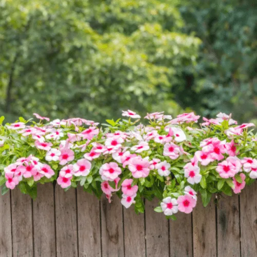 Cây hoa dừa cạn đứng trồng thành luống ở công viên