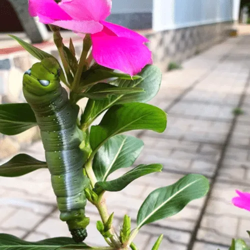 Sâu khoai lớn đang ăn lá non của cây hoa dừa cạn