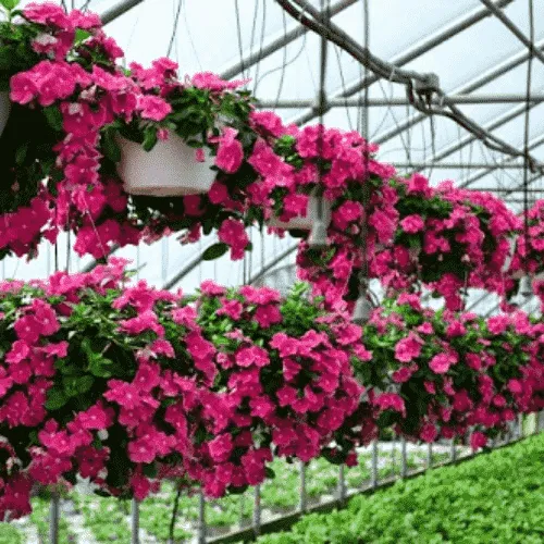 Bộ dụng cụ chuẩn bị đất và chậu để bắt đầu cách trồng hoa dừa cạn