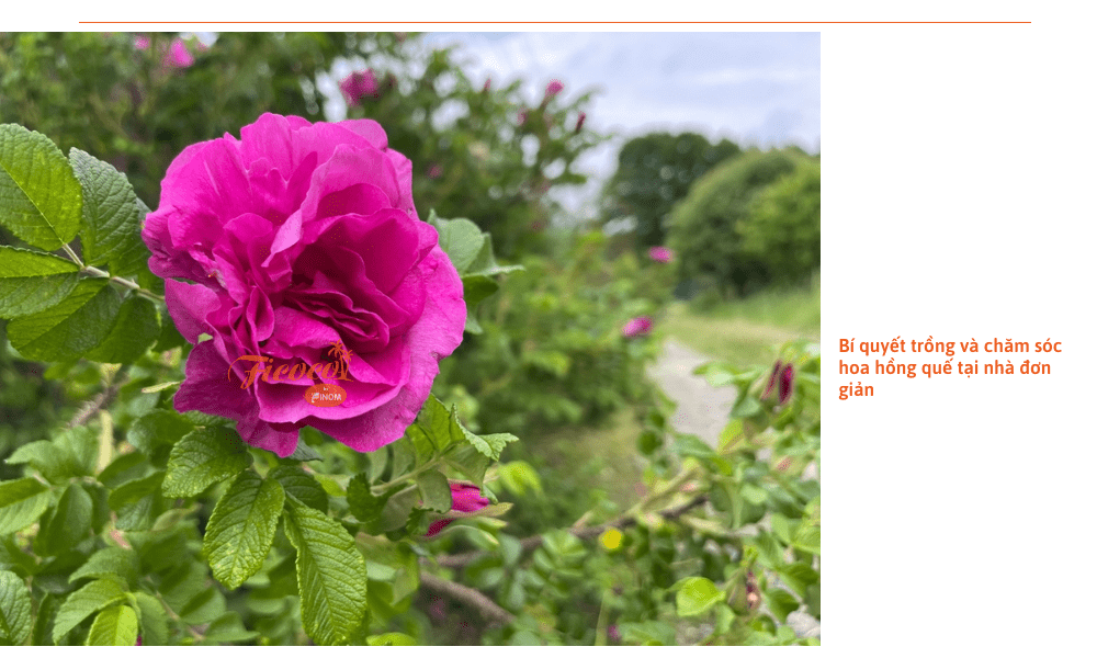 Cách Trồng Hoa Sen Đá Hoa Hồng, Bí Quyết Chăm Sóc Đúng Kỹ Thuật