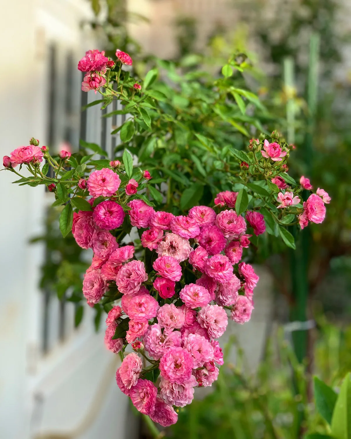 Hoa Hong Vineyard Song Sfarm