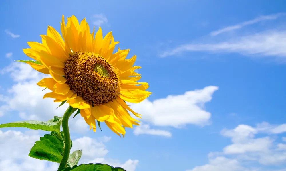 Ý nghĩa hoa hướng dương trong các dịp lễ và đời sống