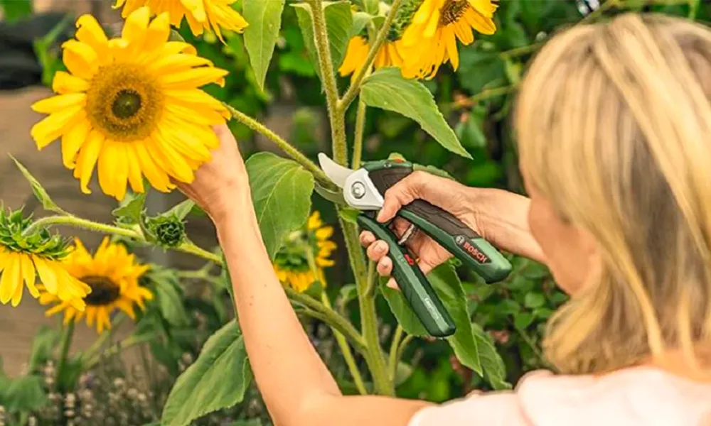Kỹ thuật và thời điểm thu hoạch hoa hướng dương cắt cành