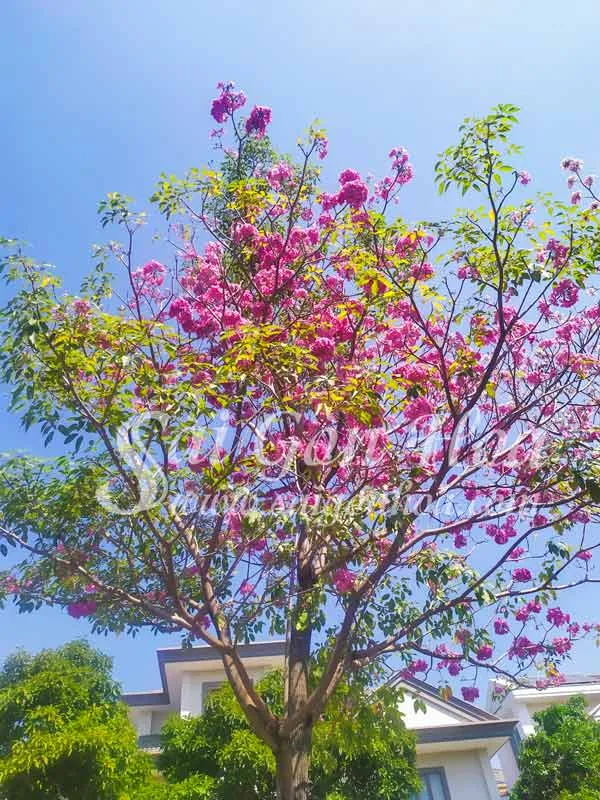 Trồng và chăm sóc cây kèn hồng đúng cách cây sẽ cho hoa đều, đẹp và sai hoa