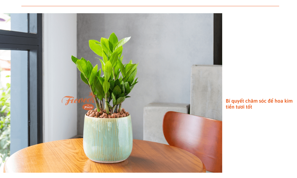 Cách Trồng Cây Dừa Cạn Nở Hoa Quanh Năm: Hướng Dẫn Chăm Sóc Chuyên Sâu