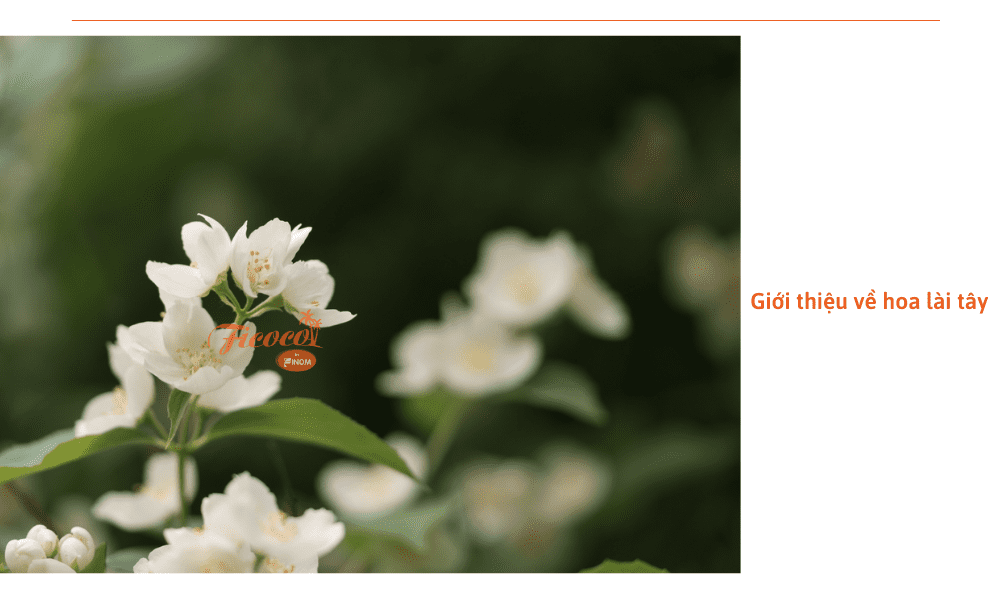 Cách Trồng Hoa Lài Ra Hoa Quanh Năm: Hướng Dẫn Kỹ Thuật Chuyên Sâu