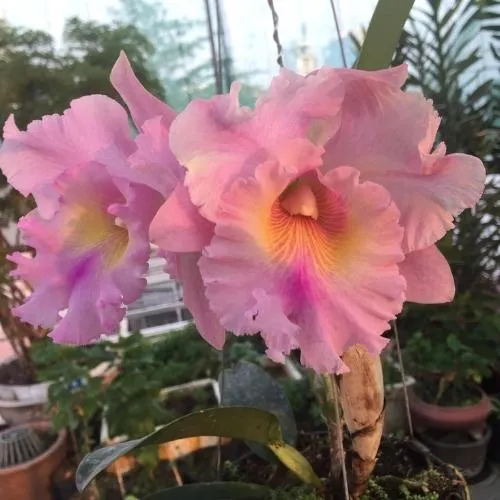 Mô tả chi tiết các loại giá thể trồng lan Cattleya