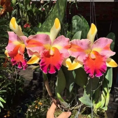 Lan Cattleya đang bị bệnh đốm lá nghiêm trọng