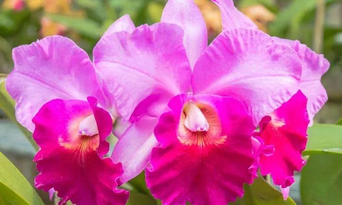 Bón phân đúng cách giúp cây lan Cattleya phát dục và ra hoa to, đẹp, thơm.