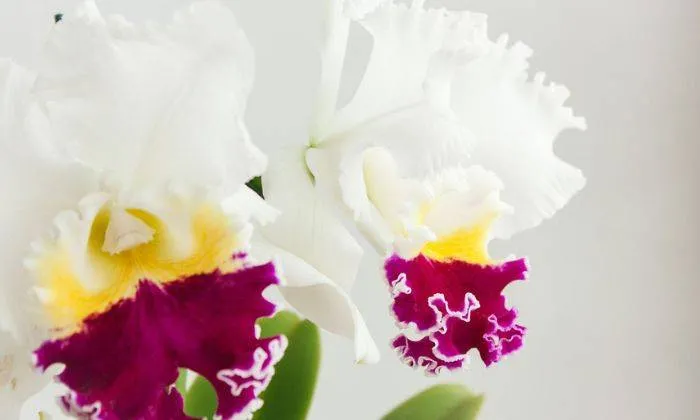 Đặc điểm của giống Cattleya hai lá và kỹ thuật chăm sóc ra hoa khác biệt.