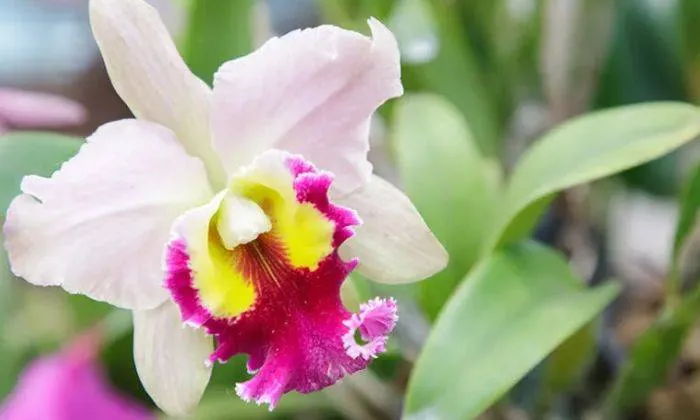 Phân loại lan Cattleya một lá, một trong những giống lan quan trọng cần biết khi học cách trồng lan cattleya ra hoa.