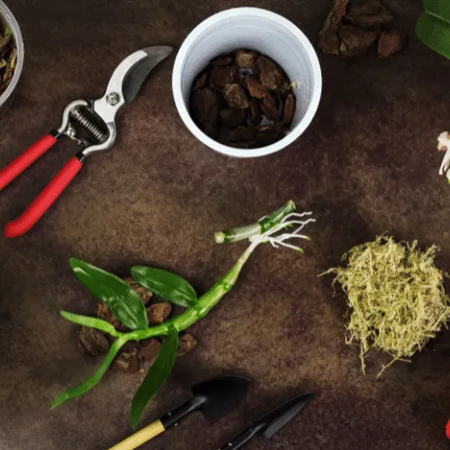 Kỹ thuật trồng lan Dendro Xuân trong chậu đúng cách