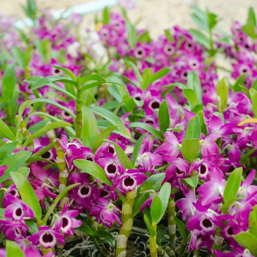 Quy trình chăm sóc lan Dendro Xuân chi tiết