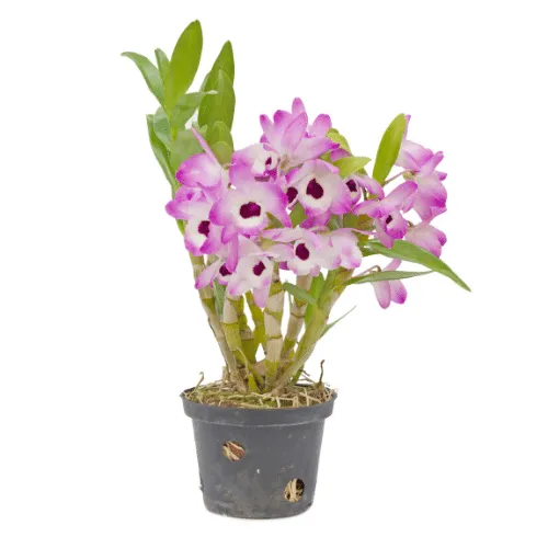 Chuẩn bị giá thể vỏ thông cho lan Dendro Xuân