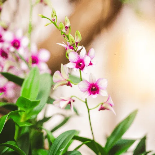 Lan Dendro Xuân tím hồng nở rộ