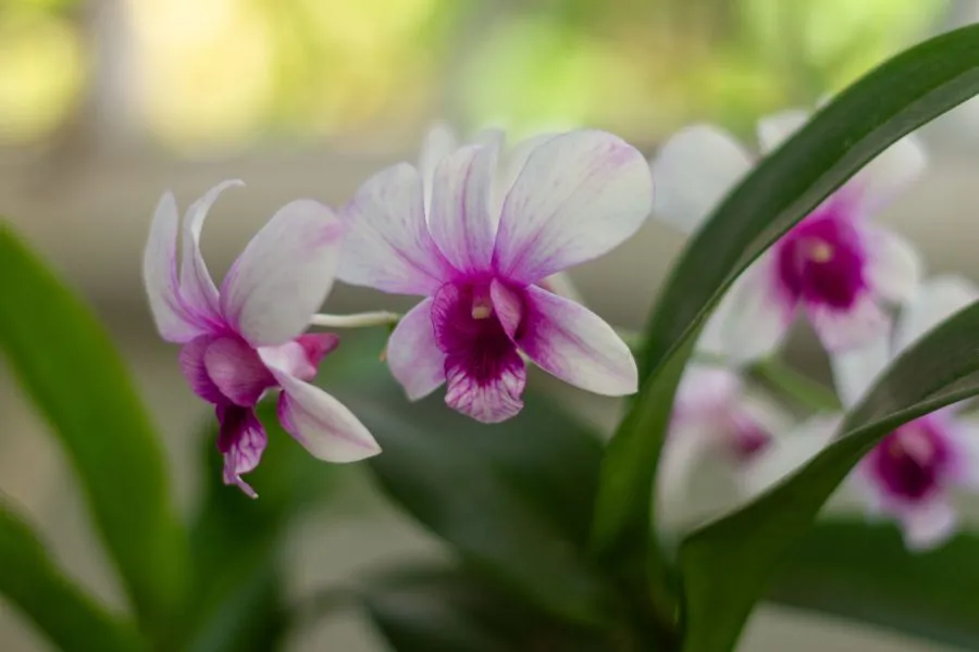 Ý nghĩa phong thủy và thẩm mỹ của hoa lan Giả Hạc