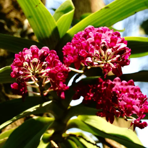 Các lưu ý quan trọng về bón phân và theo dõi sức khỏe tổng thể của Lan Hải Yến