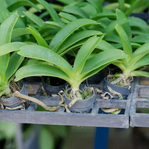 Quy trình xử lý bộ rễ Lan Hải Yến trước khi trồng, bao gồm cắt tỉa và ngâm dung dịch kích rễ